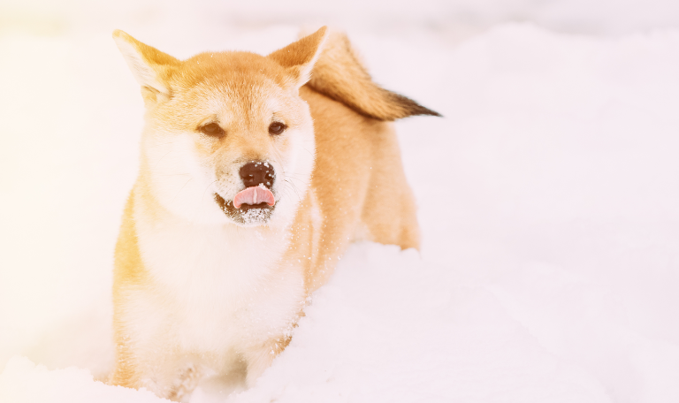 Fun Gifts for Your Pet this Holiday Season| Hillrose Pet Resort