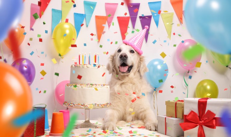 How to Make Your Pet’s Birthday Special from Hillrose Pet Resort