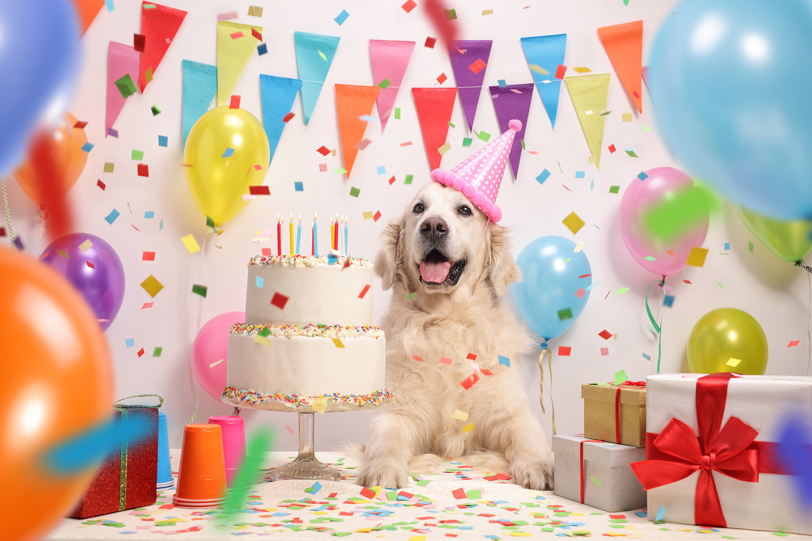 How to Make Your Pet’s Birthday Special from Hillrose Pet Resort