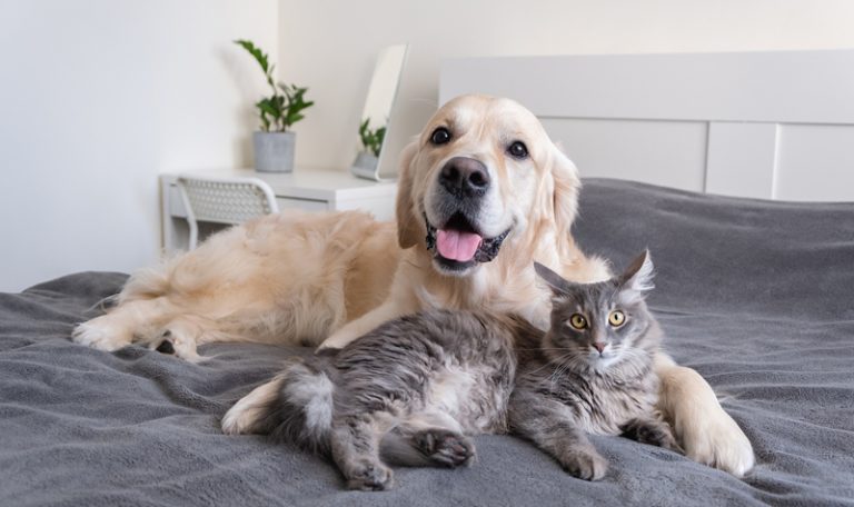Image Description: Celebrate National Pet Day from Hillrose Pet Resort