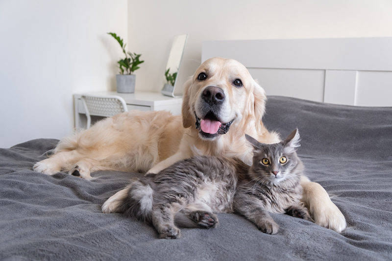 Image Description: Celebrate National Pet Day from Hillrose Pet Resort
