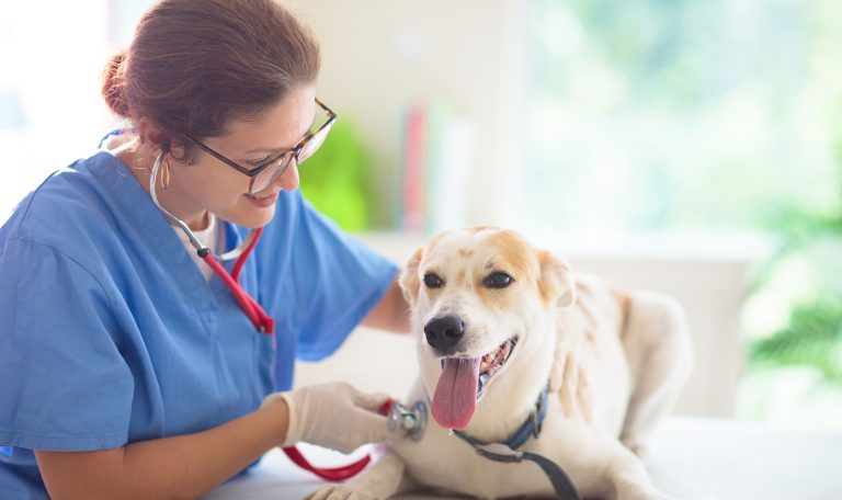 Tips for Keeping Your Dog Healthy from Hillrose Pet Resort