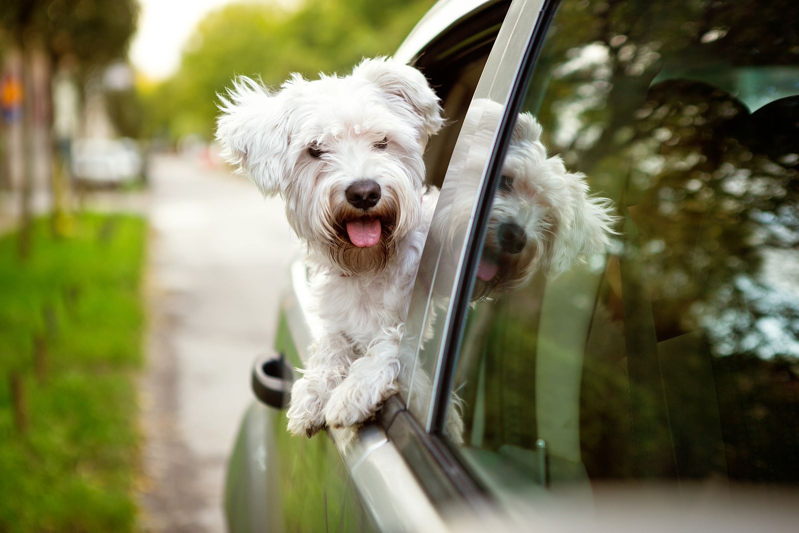 Reasons to Adopt a Pet - Hillrose Pet Resort