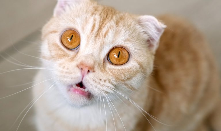 Image Description: 10 Most Popular Cat Breeds in the U.S. from Hillrose Pet Resort