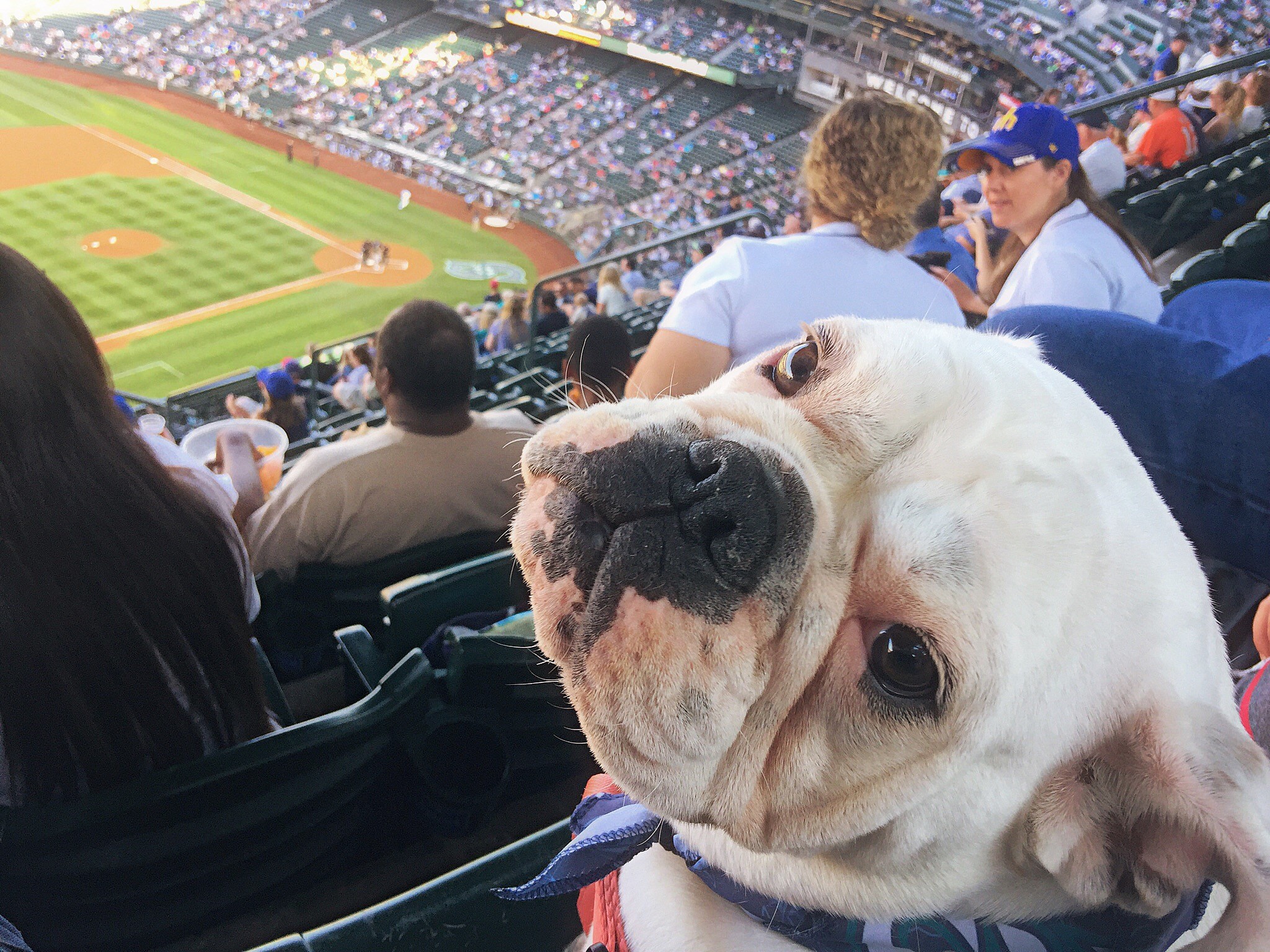 Dog-Friendly Summer Activities In the Puget Sound Area in Western Washington from Hillrose Pet Resort