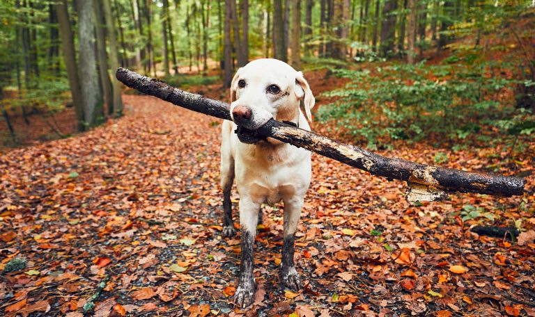 Fall Fun For You And Your Dog from Hillrose Pet Resort