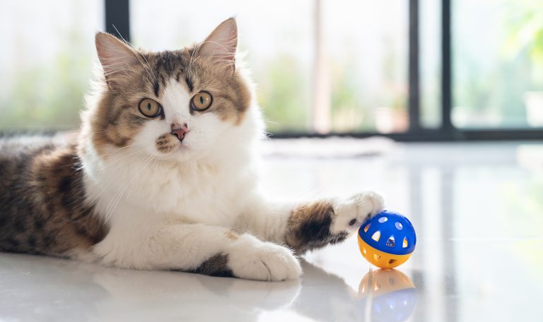 7 Reasons Why Cats Are Awesome Pets from Hillrose Pet Resort