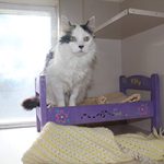 cat-boarding Cat Boarding